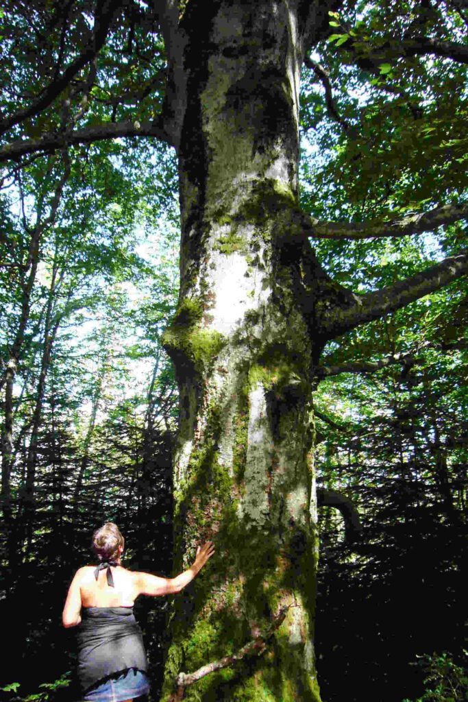 photo de corinne foucouin artiste peintre en connexion avec les arbres.